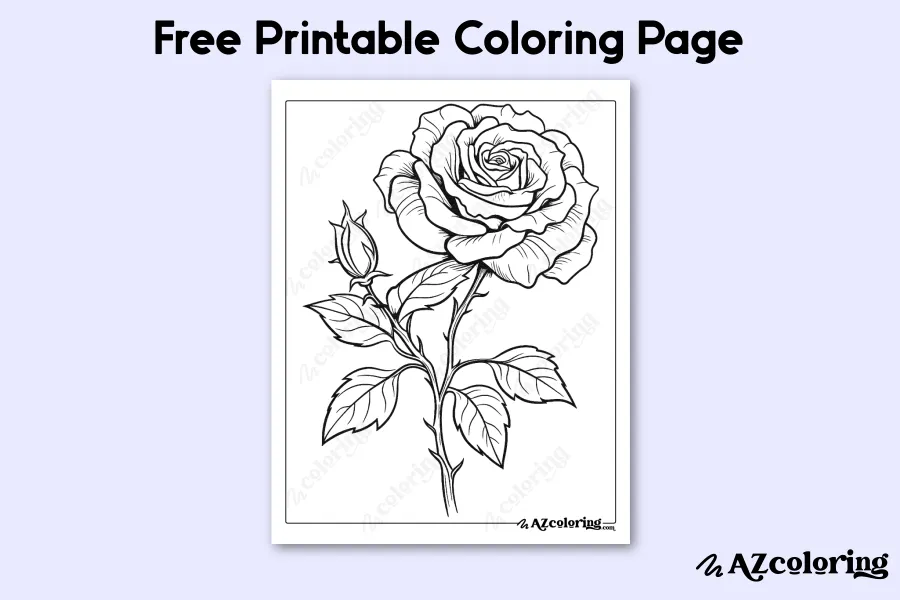 Detailed Rose Flower Coloring Page for Relaxation Detailed Rose Flower Coloring Page for Relaxation